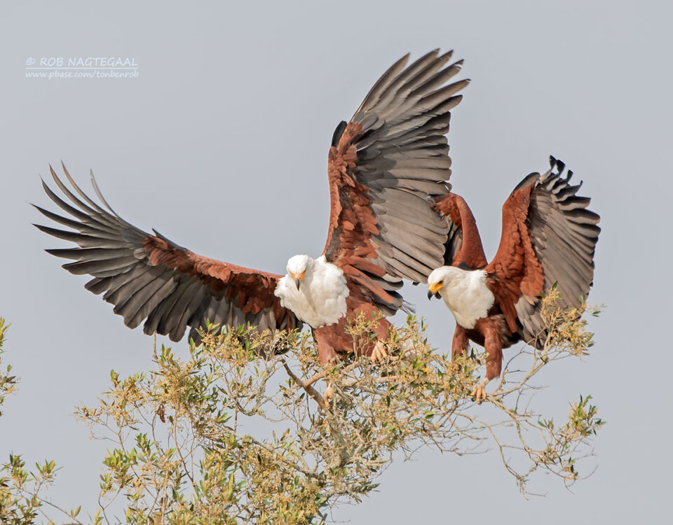 Bird Watching Safaris