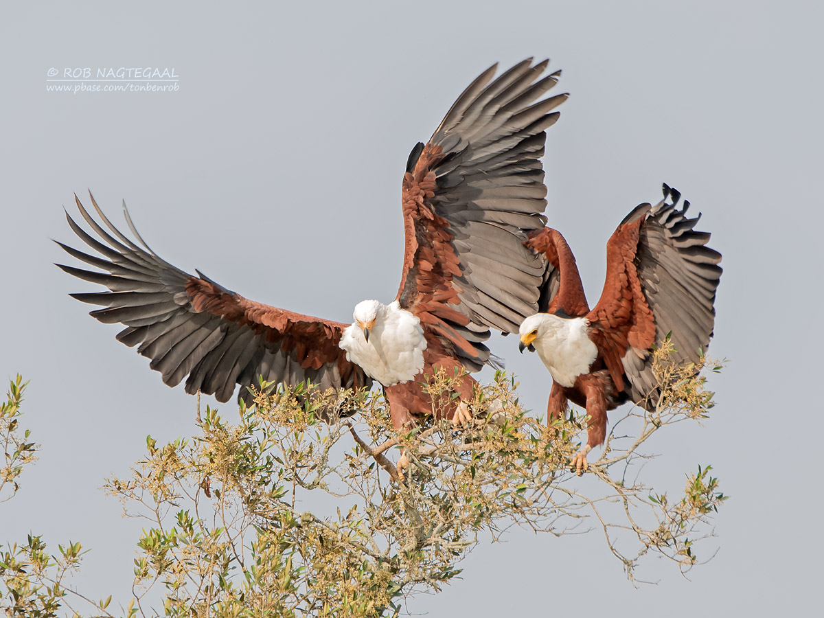 Bird Watching Safaris