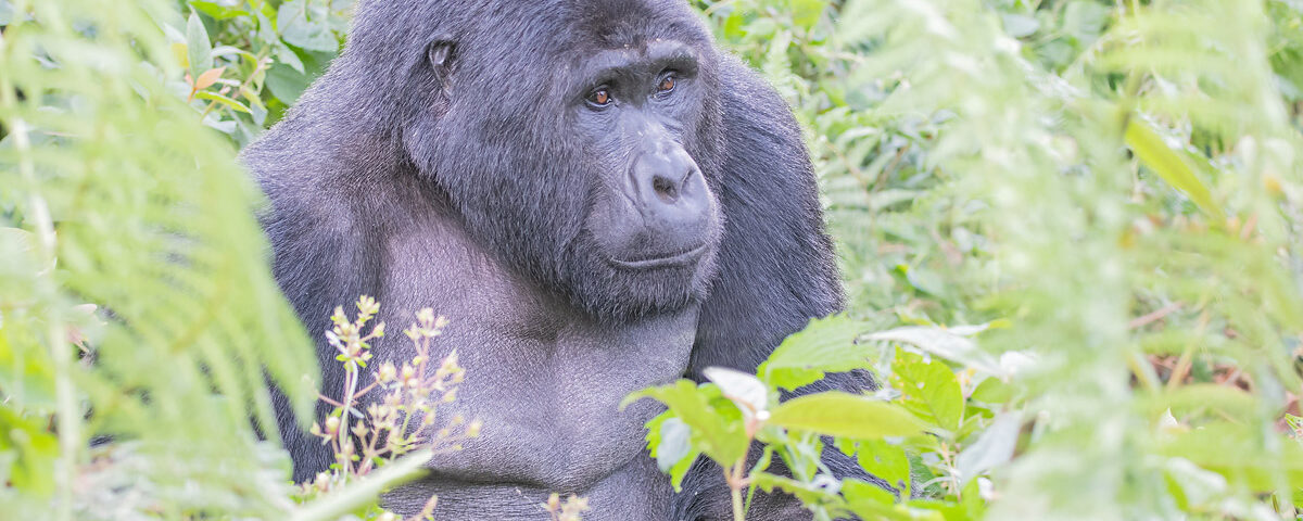 How Many Gorilla Families Can Visitors Track in Bwindi Impenetrable Forest?