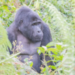 How Many Gorilla Families Can Visitors Track in Bwindi Impenetrable Forest?