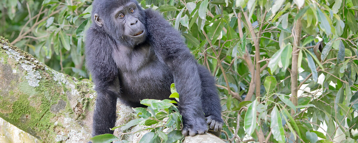 What are the Main Differences Between Uganda and Rwanda Gorilla Safaris?