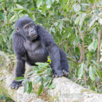 What are the Main Differences Between Uganda and Rwanda Gorilla Safaris?