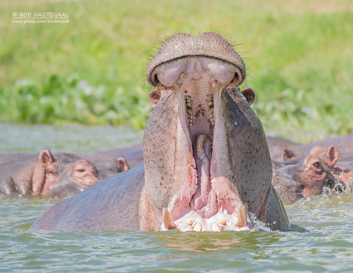 Uganda Wildlife Safaris