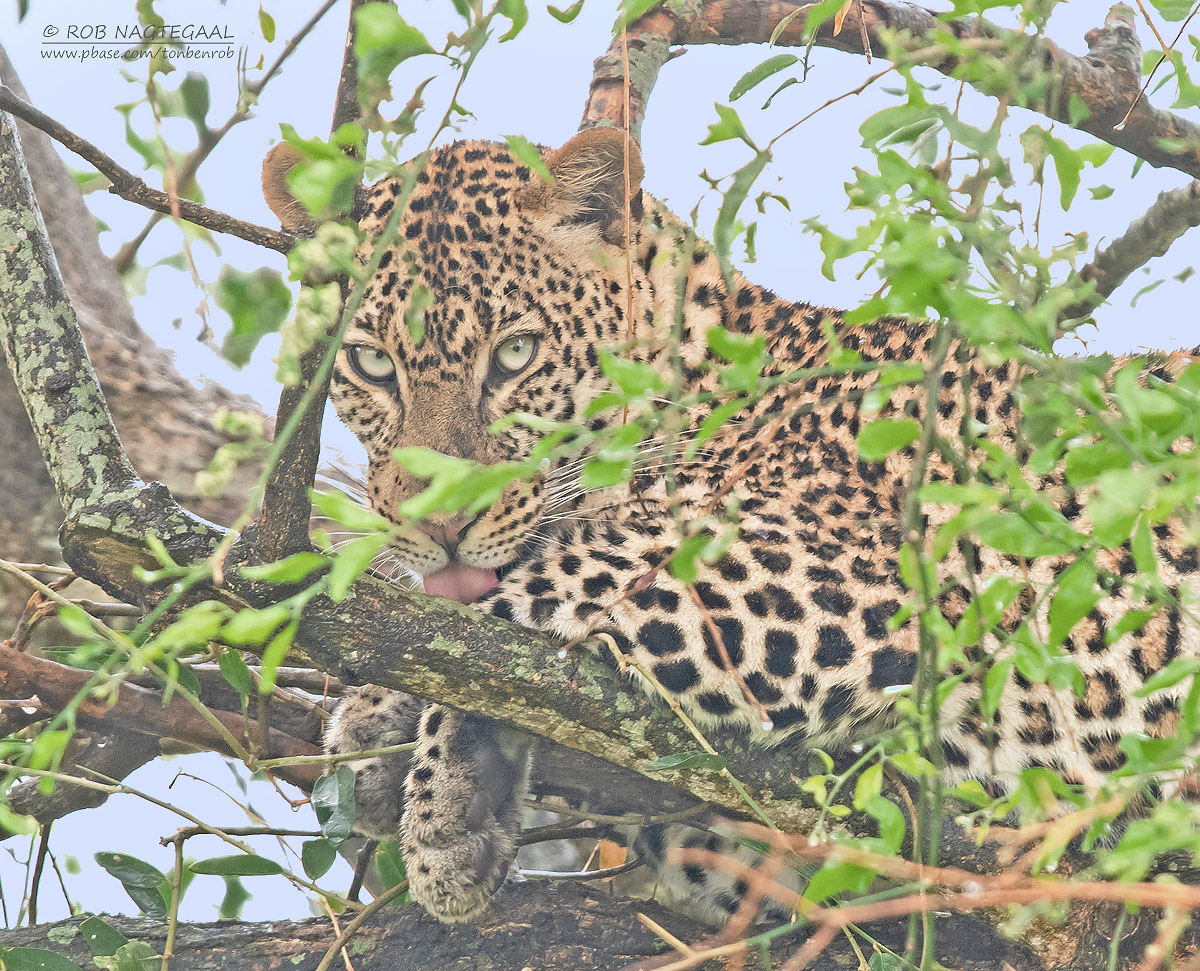 What Other Animals Can You See in Murchison Falls National Park?