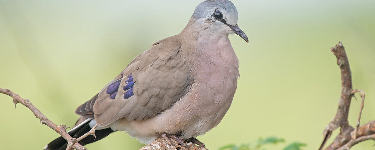 How Many Bird Species Can I See on a Uganda Birding Safari?