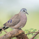 How Many Bird Species Can I See on a Uganda Birding Safari?