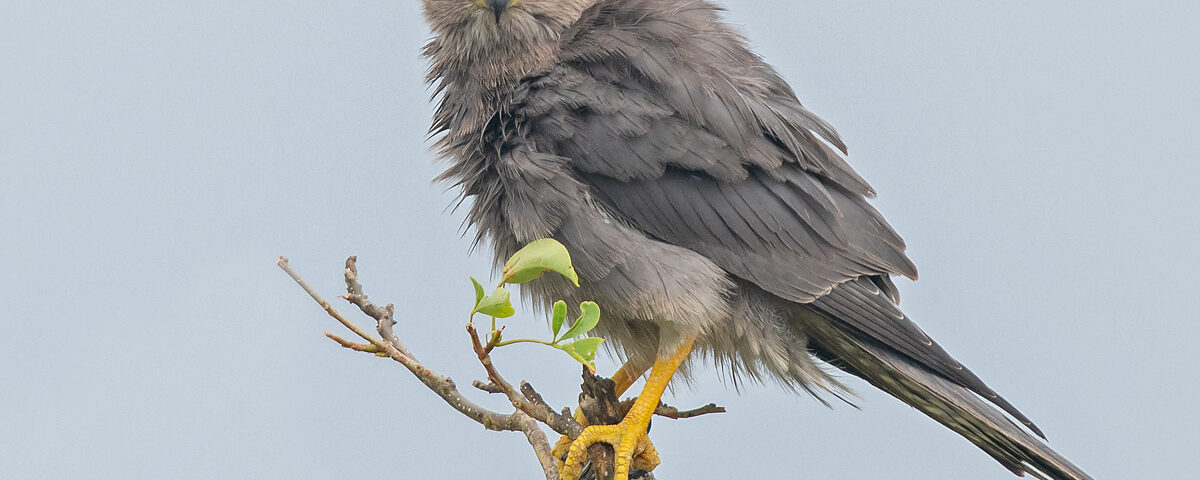 Do I Need Special Permits for Birding in Uganda?