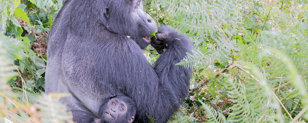 Uganda Gorilla Trekking