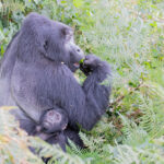 Uganda Gorilla Trekking