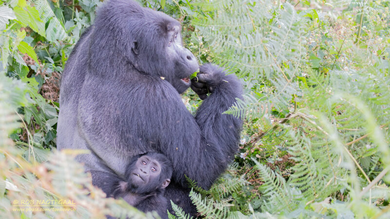 Uganda Gorilla Trekking