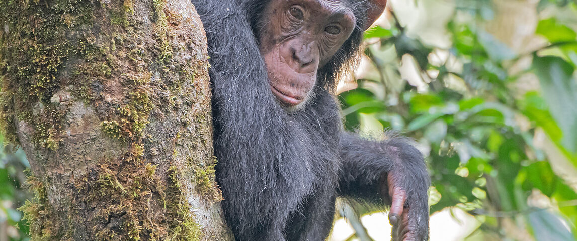 Chimpanzee Trekking