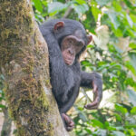 Chimpanzee Trekking
