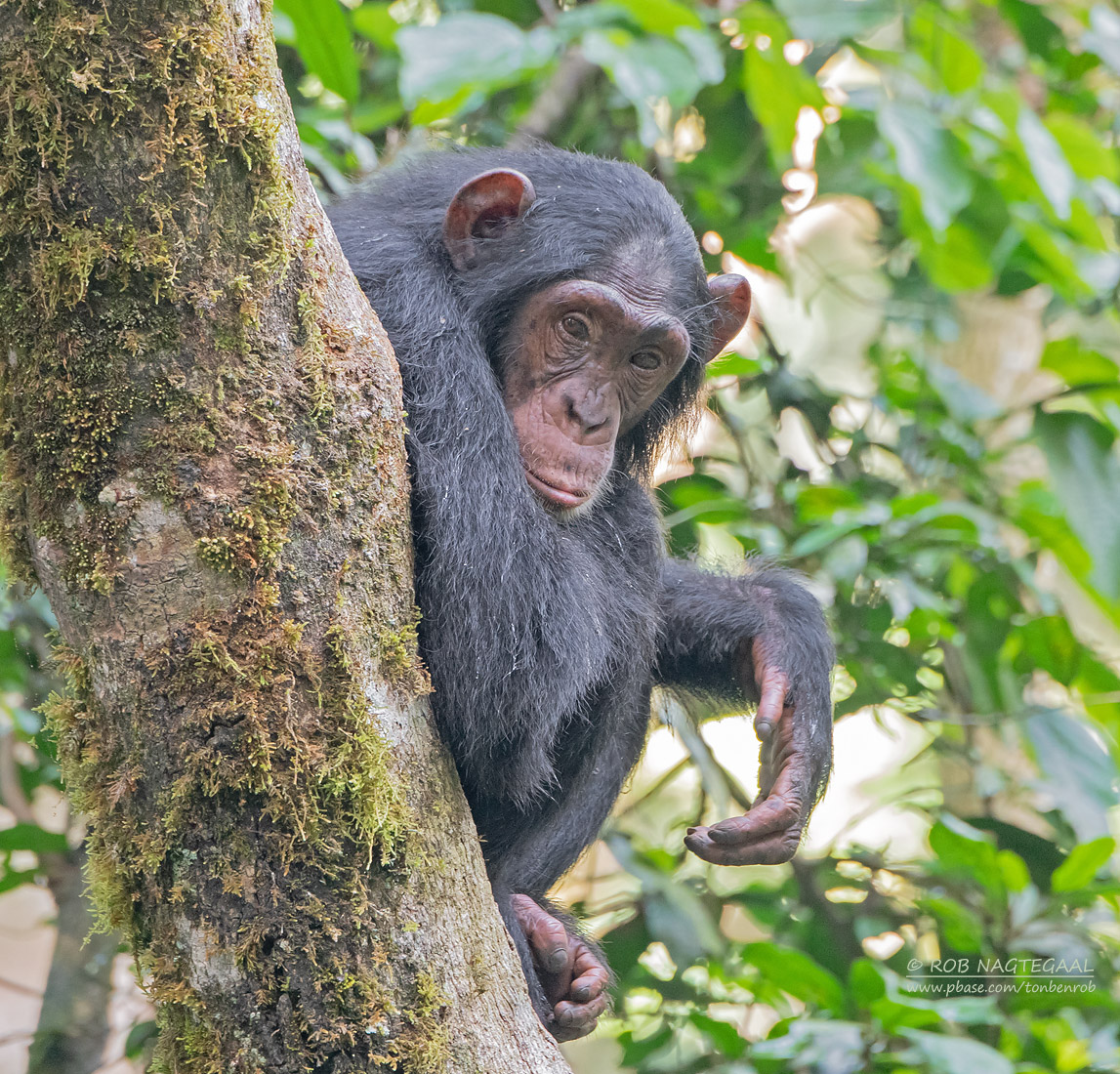 Budongo Forest Reserve