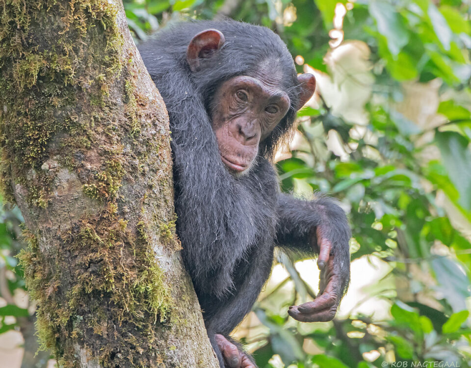 Chimpanzee Tracking Adventures in Kibale Forest National Park