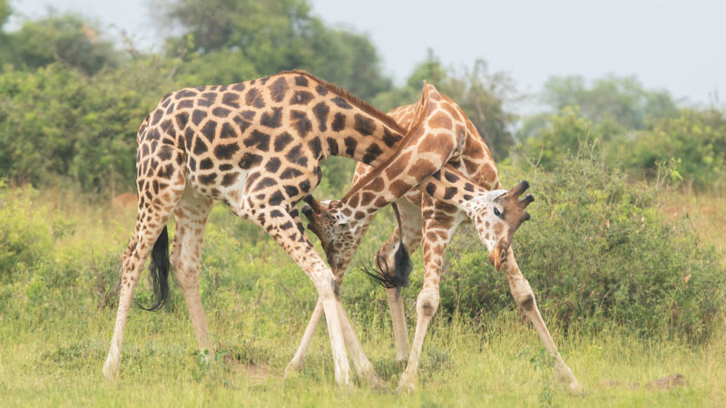 8-Day African Safari Holiday