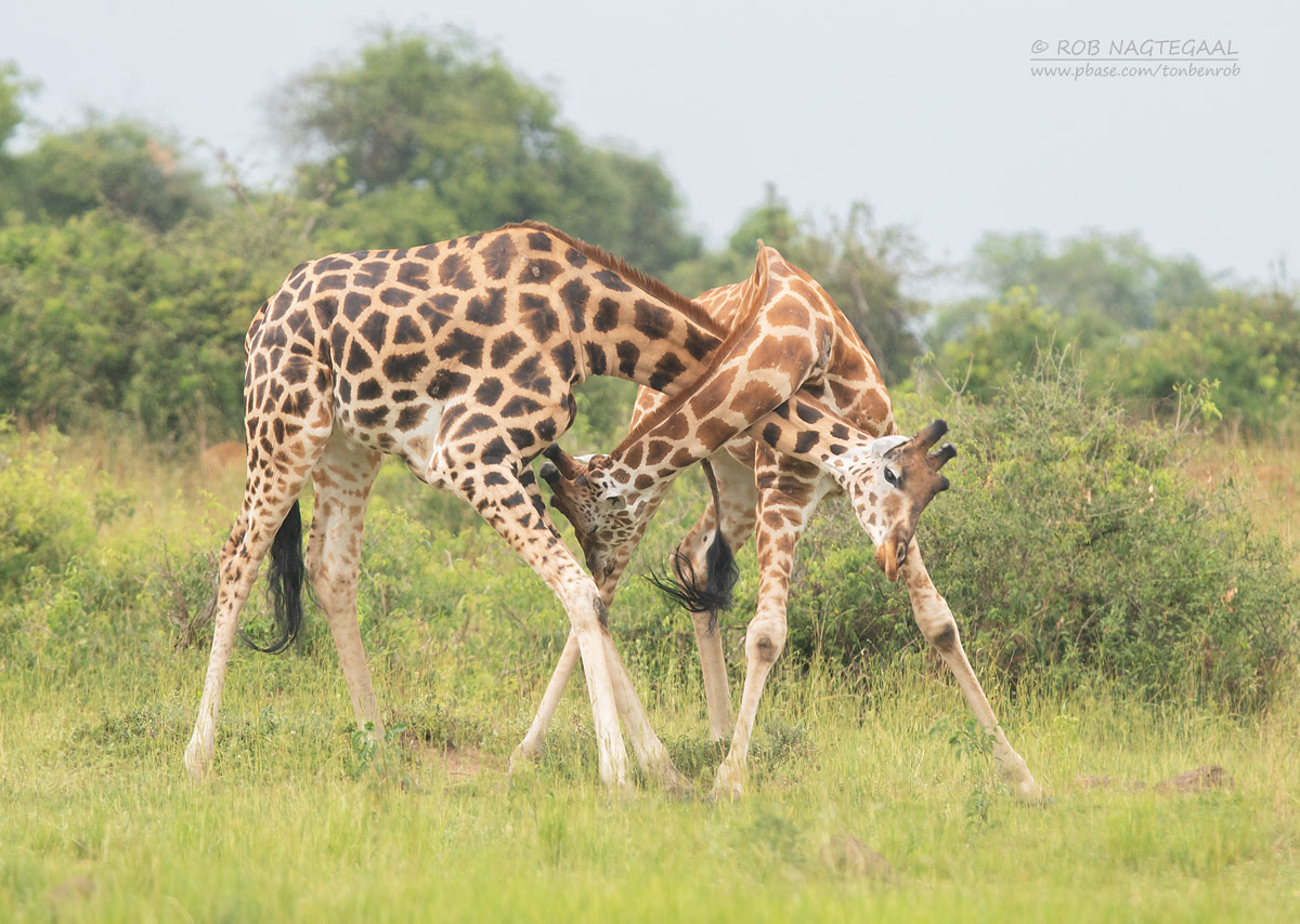 4-Day Uganda Adrenaline Safari