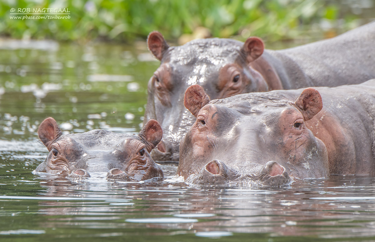 Queen Elizabeth National Park