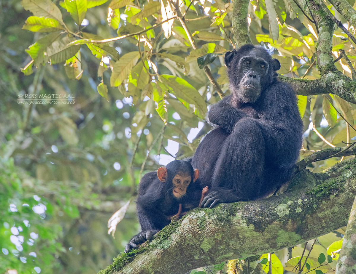 EcoQuest Safaris Africa