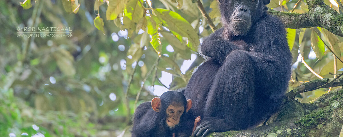 Uganda Safaris