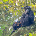 Uganda Safaris