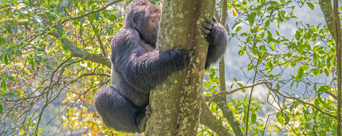 5-Day Rwanda Safari
