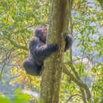 5-Day Rwanda Safari