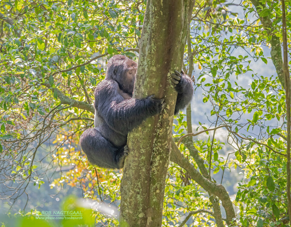 5-Day Rwanda Safari