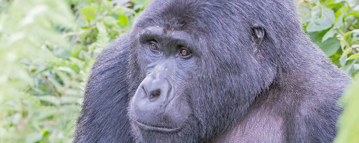 4-Day Rwanda Primate Tracking