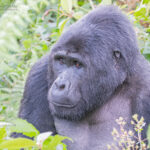 4-Day Rwanda Primate Tracking