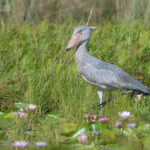 Understanding Uganda’s Diverse Ecosystems