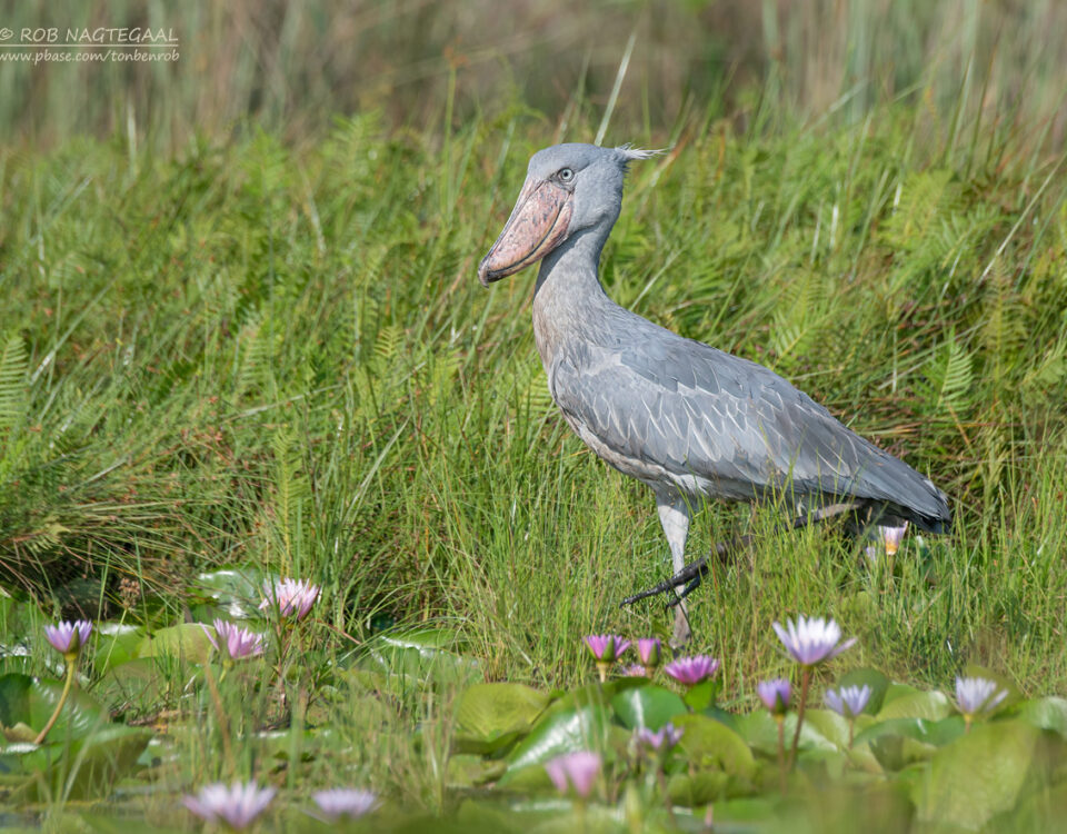 Understanding Uganda’s Diverse Ecosystems