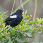 Do Birding Safaris in Uganda Include Cultural Experiences?