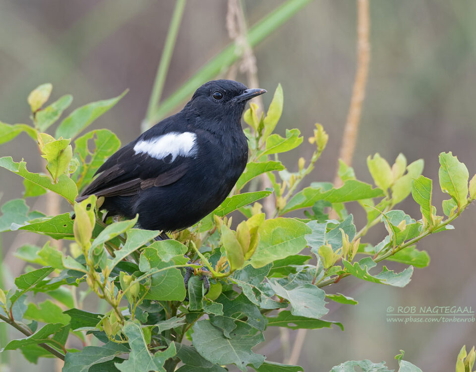 Do Birding Safaris in Uganda Include Cultural Experiences?
