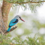 How Many Days Should I Spend in Murchison Falls?