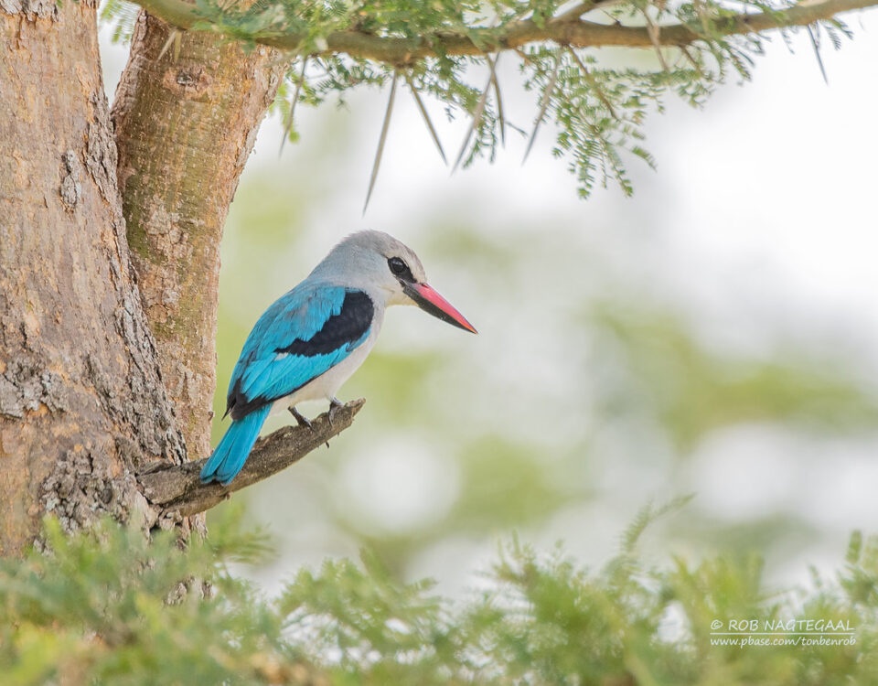 How Many Days Should I Spend in Murchison Falls?