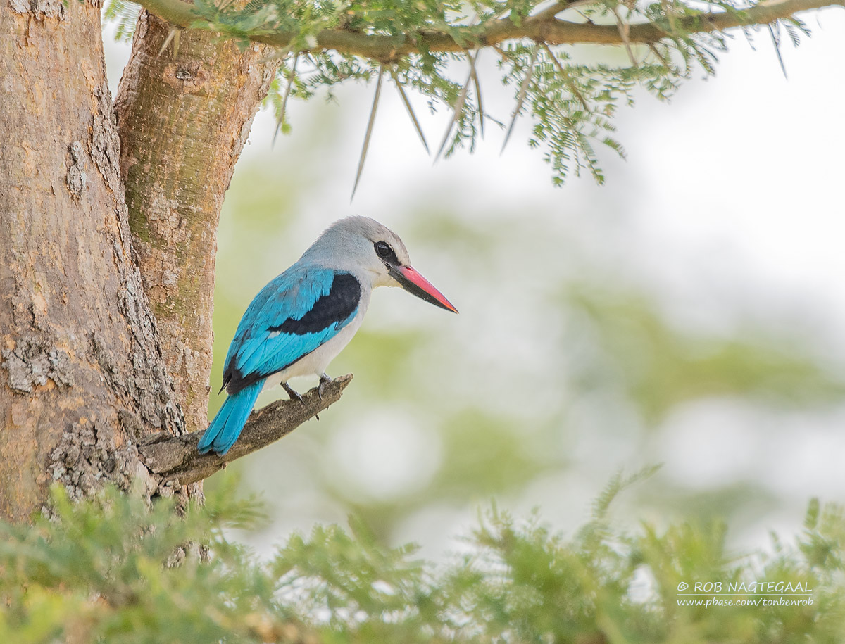 How Many Days Should I Spend in Murchison Falls?