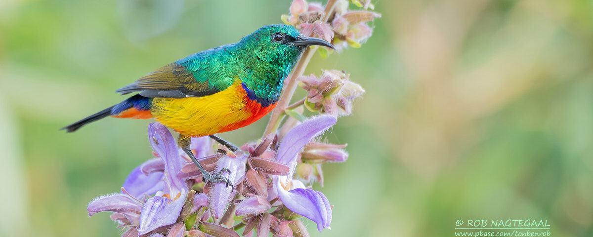Why is Uganda called the “Pearl of Africa” for Birding Safaris?