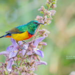 Why is Uganda called the “Pearl of Africa” for Birding Safaris?