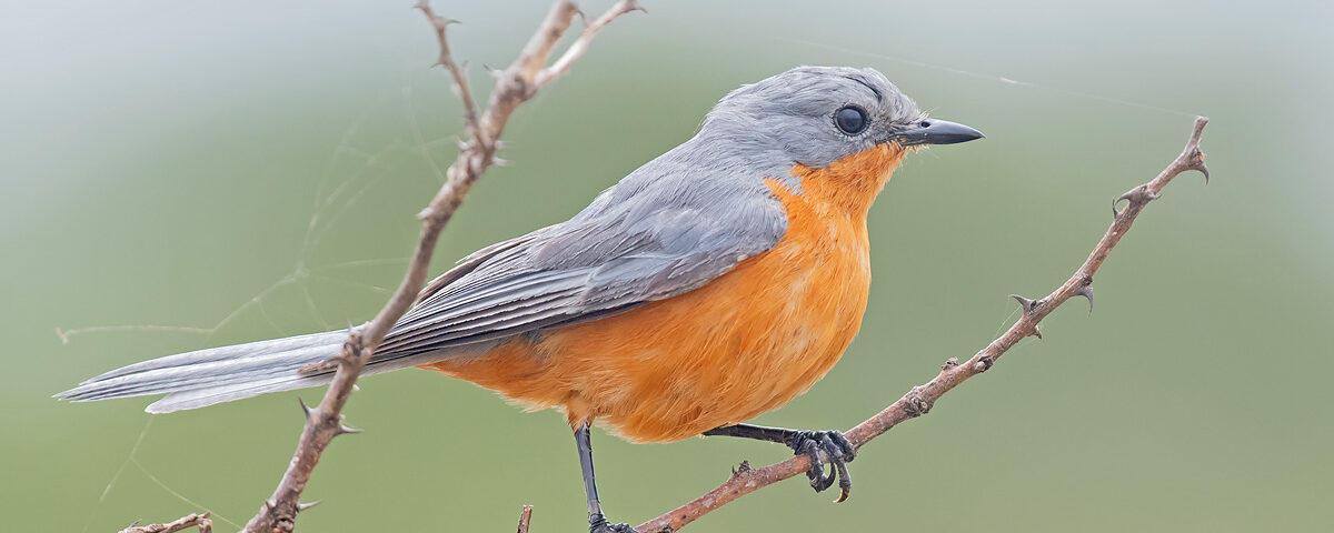 Can I Do Birding Safaris in Queen Elizabeth National Park?