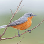 Can I Do Birding Safaris in Queen Elizabeth National Park?