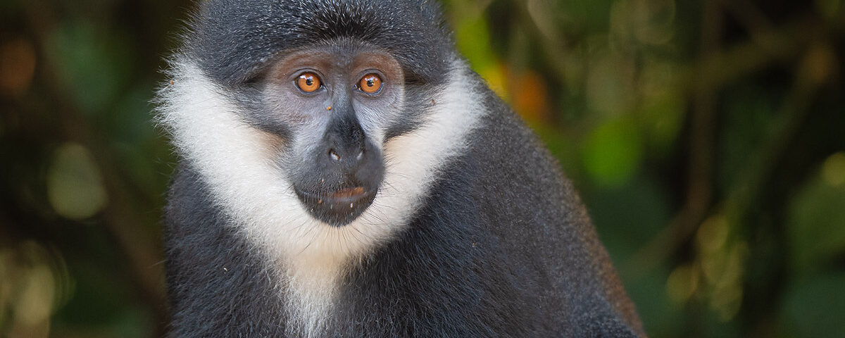 5-Day Rwanda Chimpanzee Trekking
