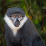 5-Day Rwanda Chimpanzee Trekking
