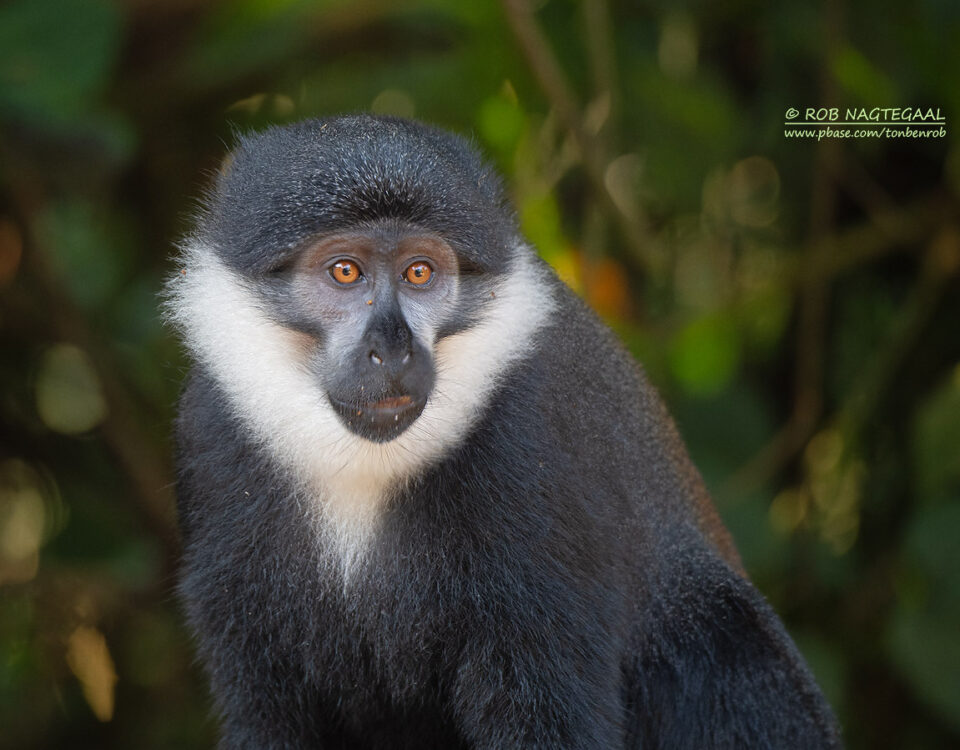 5-Day Rwanda Chimpanzee Trekking