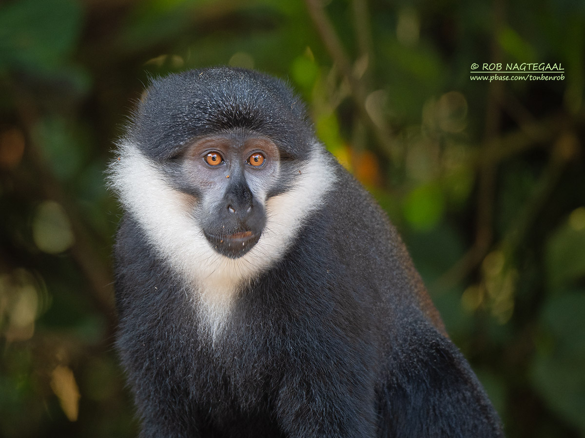 5-Day Rwanda Chimpanzee Trekking 