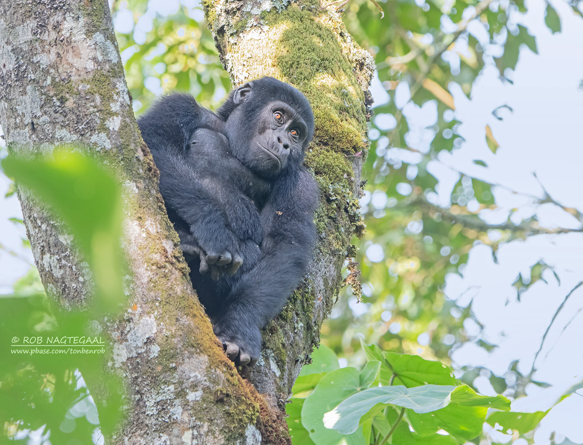 5-Day Rwanda Adventure Safari