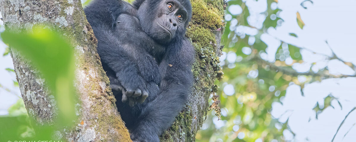 Why Should I Combine Rwanda and Uganda in One Safari Itinerary