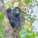 Why Should I Combine Rwanda and Uganda in One Safari Itinerary