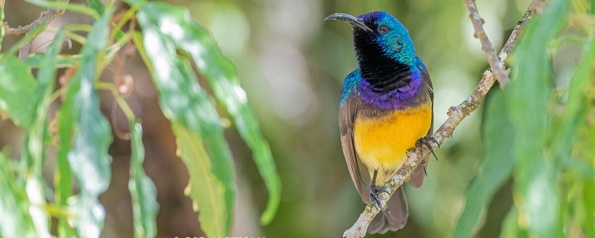 Can I Combine Wildlife Safaris with Birding Safaris in Uganda?