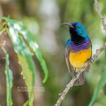 Can I Combine Wildlife Safaris with Birding Safaris in Uganda?