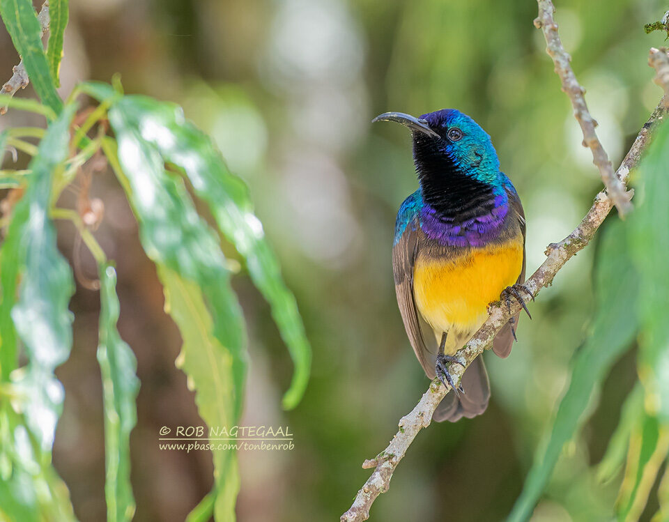 Can I Combine Wildlife Safaris with Birding Safaris in Uganda?